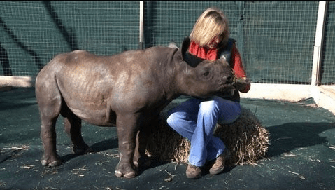 Ιδρύθηκε στην Νότια Αφρική το πρώτο ορφανοτροφείο για... ρινόκερους [βίντεο] | iefimerida.gr 1