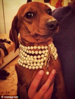 Τα... κακομαθημένα πλούσια σκυλιά του Instagram -Τετράποδα με μαργαριτάρια, γούνες, ταξίδια με lear jet και σαμπάνιες [εικόνες] | iefimerida.gr 12