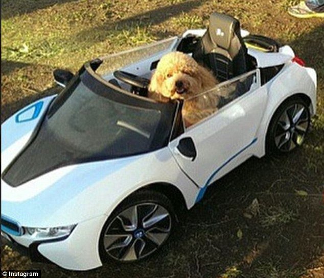 Τα... κακομαθημένα πλούσια σκυλιά του Instagram -Τετράποδα με μαργαριτάρια, γούνες, ταξίδια με lear jet και σαμπάνιες [εικόνες] | iefimerida.gr 4