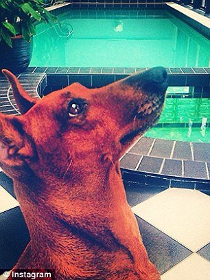 Τα... κακομαθημένα πλούσια σκυλιά του Instagram -Τετράποδα με μαργαριτάρια, γούνες, ταξίδια με lear jet και σαμπάνιες [εικόνες] | iefimerida.gr 6