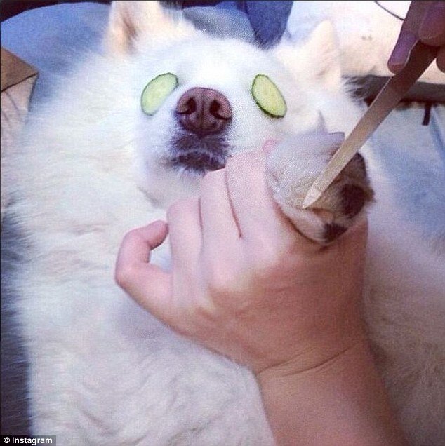 Τα... κακομαθημένα πλούσια σκυλιά του Instagram -Τετράποδα με μαργαριτάρια, γούνες, ταξίδια με lear jet και σαμπάνιες [εικόνες] | iefimerida.gr 11