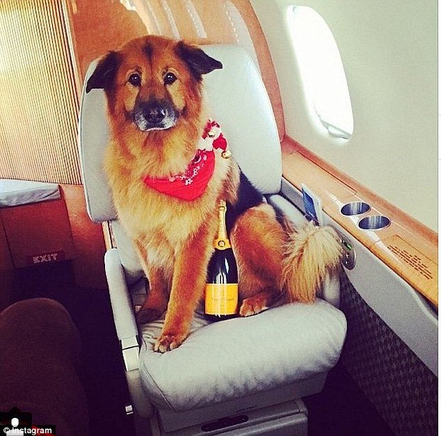 Τα... κακομαθημένα πλούσια σκυλιά του Instagram -Τετράποδα με μαργαριτάρια, γούνες, ταξίδια με lear jet και σαμπάνιες [εικόνες] | iefimerida.gr 9