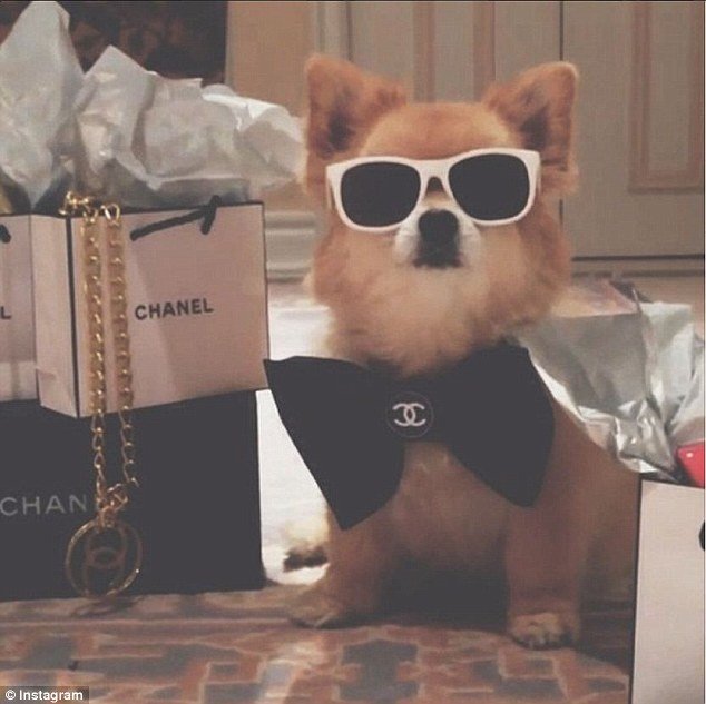 Τα... κακομαθημένα πλούσια σκυλιά του Instagram -Τετράποδα με μαργαριτάρια, γούνες, ταξίδια με lear jet και σαμπάνιες [εικόνες] | iefimerida.gr 3