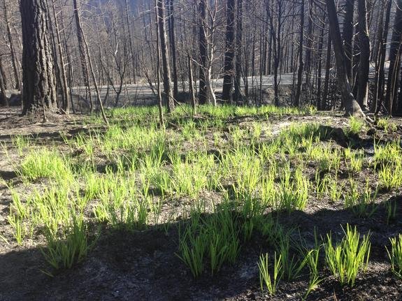 Τι άφησε πίσω της η πυρκαγιά της Καλιφόρνια: Το δάσος αναγεννάται από τις στάχτες του [εικόνα] | iefimerida.gr 0