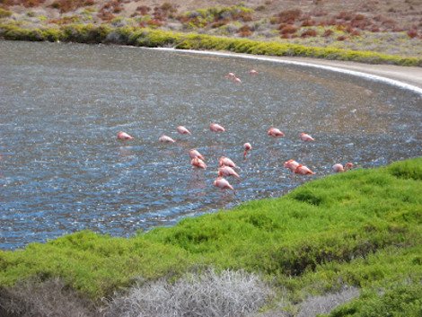 Μια ξεχωριστή γωνιά της Γης: Το μικρό άγονο, γκρι νησί των Γκαλαπάγκος με τη γαλάζια λίμνη [εικόνες] | iefimerida.gr 3