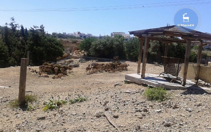 Ρόδος: Αγέλη σκύλων κατασπάραξε ελάφια [εικόνες] | iefimerida.gr 1