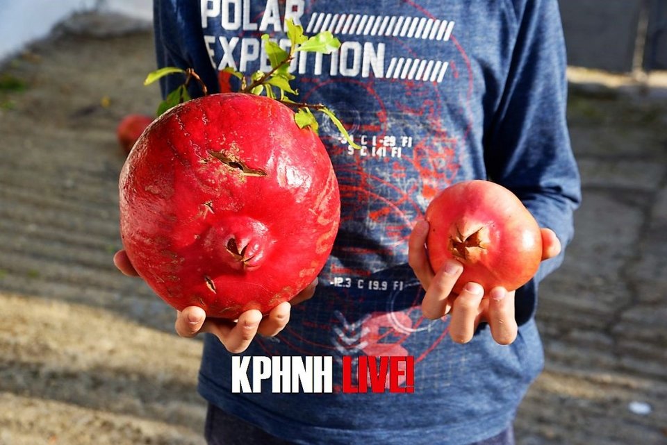 Οι γείτονες έσπευσαν να το φωτογραφήσουν 