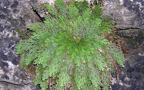 Το πιο περίεργο φυτό του κόσμου -Πώς καταφέρνει να μην πεθαίνει ποτέ, ενώ ξεραίνεται διαρκώς [εικόνες] | iefimerida.gr 1