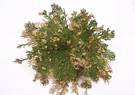 Το πιο περίεργο φυτό του κόσμου -Πώς καταφέρνει να μην πεθαίνει ποτέ, ενώ ξεραίνεται διαρκώς [εικόνες] | iefimerida.gr 2