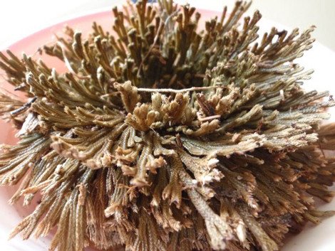 Το πιο περίεργο φυτό του κόσμου -Πώς καταφέρνει να μην πεθαίνει ποτέ, ενώ ξεραίνεται διαρκώς [εικόνες] | iefimerida.gr 3