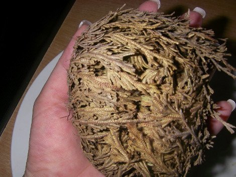 Το πιο περίεργο φυτό του κόσμου -Πώς καταφέρνει να μην πεθαίνει ποτέ, ενώ ξεραίνεται διαρκώς [εικόνες] | iefimerida.gr 4