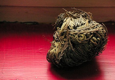 Το πιο περίεργο φυτό του κόσμου -Πώς καταφέρνει να μην πεθαίνει ποτέ, ενώ ξεραίνεται διαρκώς [εικόνες] | iefimerida.gr 5