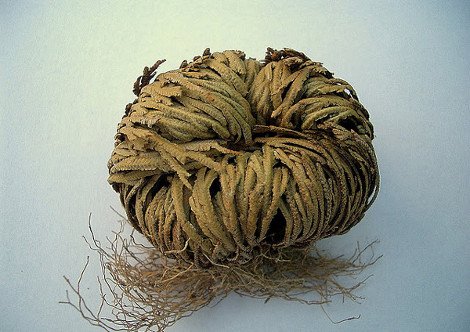 Το πιο περίεργο φυτό του κόσμου -Πώς καταφέρνει να μην πεθαίνει ποτέ, ενώ ξεραίνεται διαρκώς [εικόνες] | iefimerida.gr 7