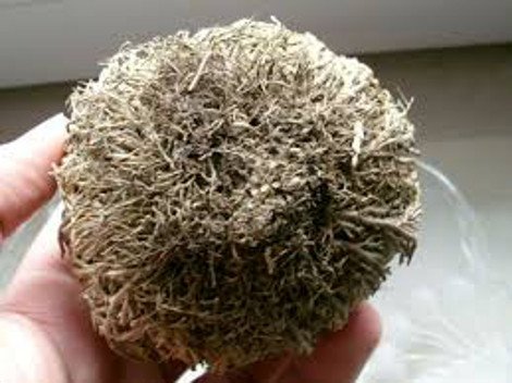 Το πιο περίεργο φυτό του κόσμου -Πώς καταφέρνει να μην πεθαίνει ποτέ, ενώ ξεραίνεται διαρκώς [εικόνες] | iefimerida.gr 8