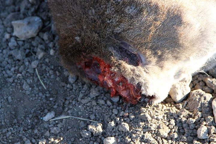 Φρίκη: Αποκεφάλισαν ελάφι στη Ρόδο για να κρατήσουν το κρανίο ως τρόπαιο [εικόνες] | iefimerida.gr 1