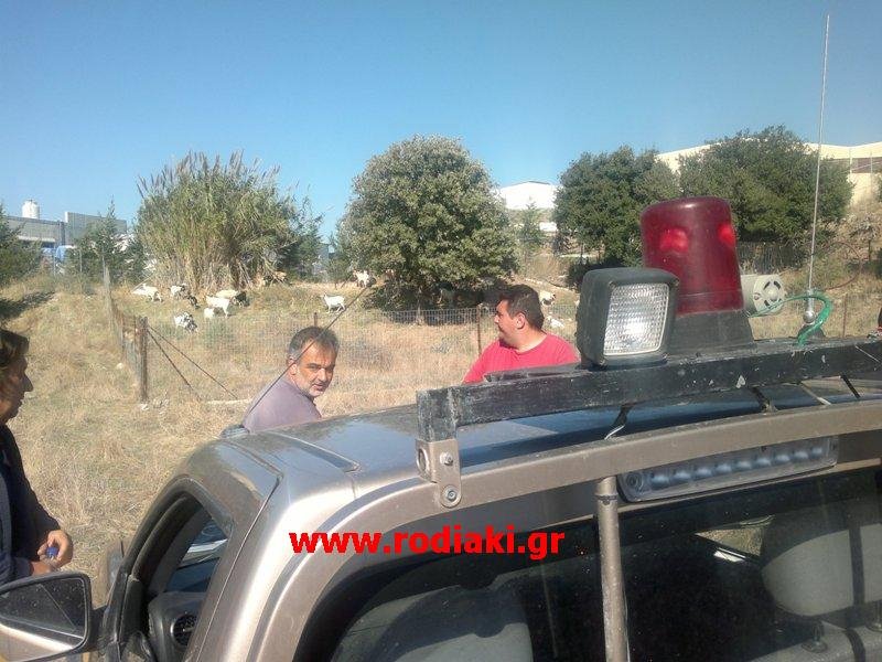 Δασοκομάντος και πάνοπλοι άνδρες της ΔΙΑΣ έστησαν επιχείρηση για να «συλλάβουν» ...αδέσποτα κατσίκια [βίντεο +εικόνες] | iefimerida.gr 2