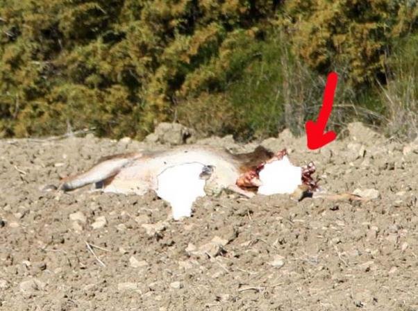 Φρίκη: Αποκεφάλισαν ελάφι στη Ρόδο για να κρατήσουν το κρανίο ως τρόπαιο [εικόνες] | iefimerida.gr 0