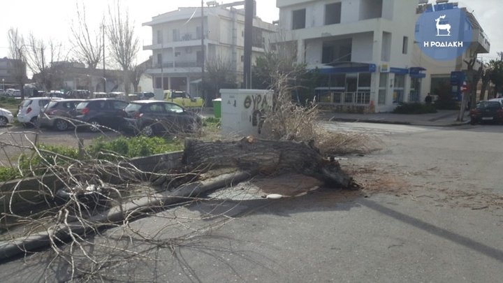 Ξηλώθηκαν δεντρα