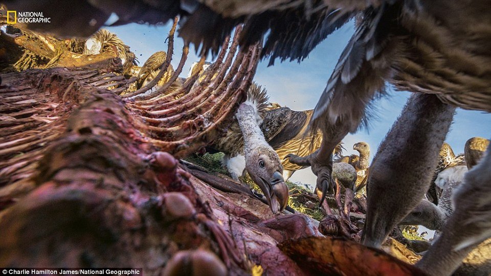 Αυτές είναι οι καλύτερες φωτογραφίες του National Geographic για το 2016 | iefimerida.gr 2