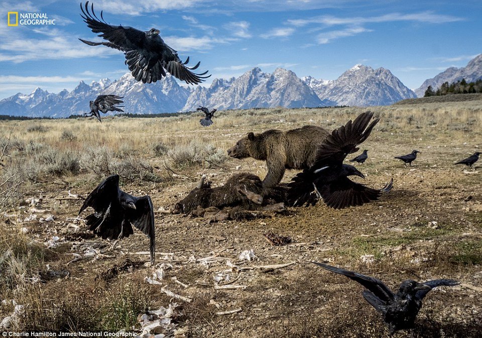 Αυτές είναι οι καλύτερες φωτογραφίες του National Geographic για το 2016 | iefimerida.gr 8