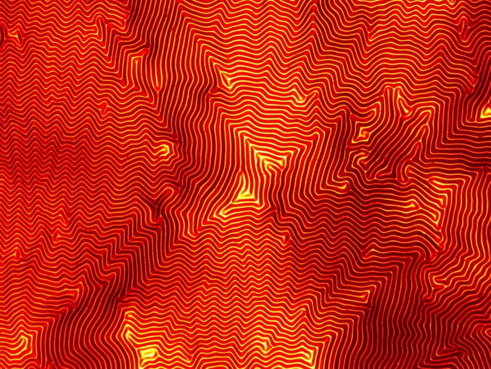 Ενας άγνωστος κόσμος: Οι καλύτερες φωτογραφίες μικροσκοπίου για το 2016 [εικόνες] | iefimerida.gr 9