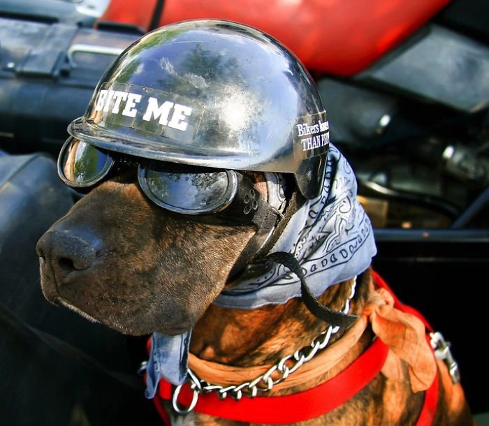 Ο διαφορετικός θρήνος ενός πατέρα -Ταξιδεύει 10 χρόνια ακατάπαυστα  με μοναδική παρέα τον σκύλο του [εικόνες]  | iefimerida.gr 0