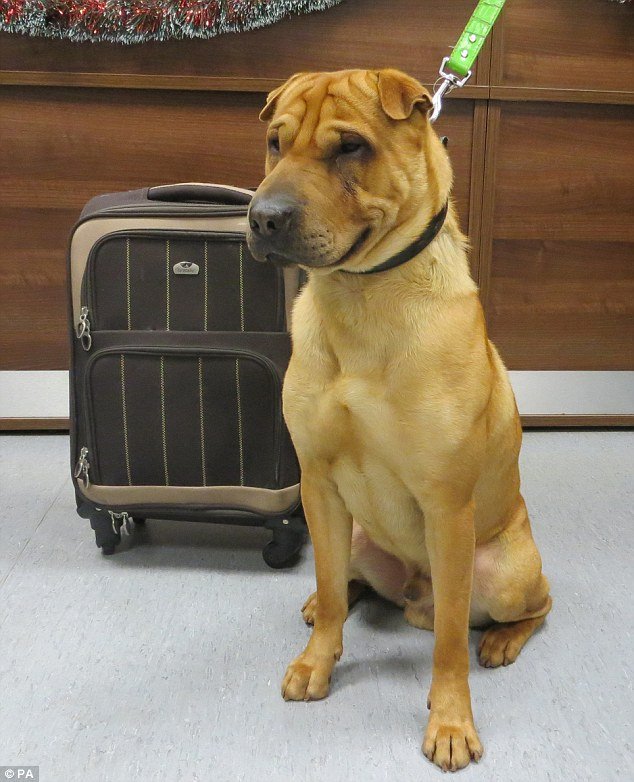 Εμφανίστηκε η γυναίκα που εγκατέλειψε το σκυλί δεμένο σε βαλίτσα στη Σκωτία: «Δεν έκανα κάτι κακό» [εικόνες] | iefimerida.gr 1