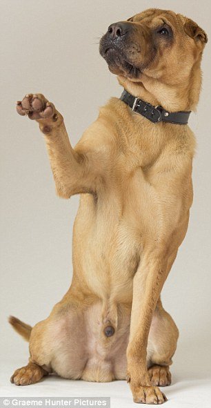 Εμφανίστηκε η γυναίκα που εγκατέλειψε το σκυλί δεμένο σε βαλίτσα στη Σκωτία: «Δεν έκανα κάτι κακό» [εικόνες] | iefimerida.gr 5