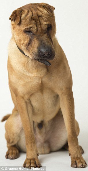 Εμφανίστηκε η γυναίκα που εγκατέλειψε το σκυλί δεμένο σε βαλίτσα στη Σκωτία: «Δεν έκανα κάτι κακό» [εικόνες] | iefimerida.gr 4