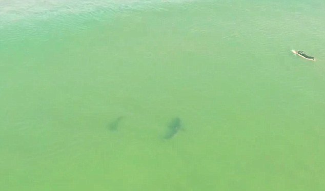 Surfers σώθηκαν τυχαία από drone - Δύο καρχαρίες βρίσκονταν ακριβώς δίπλα τους [βίντεο] | iefimerida.gr 0