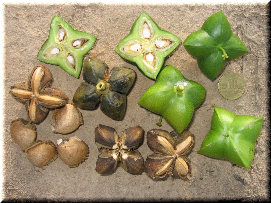 Αυτά είναι τα 7 «μαγικά» υπερ-φαγητά από το Περού που καθυστερούν τη γήρανση [εικόνες] | iefimerida.gr 5