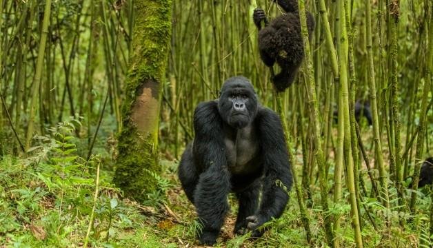 Το σαφάρι του ενός εκατομμυρίου -Διακοπές πολυτελείας δίπλα σε υπό εξαφάνιση ζώα [εικόνες] | iefimerida.gr 1