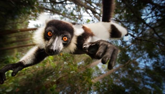 Το σαφάρι του ενός εκατομμυρίου -Διακοπές πολυτελείας δίπλα σε υπό εξαφάνιση ζώα [εικόνες] | iefimerida.gr 2