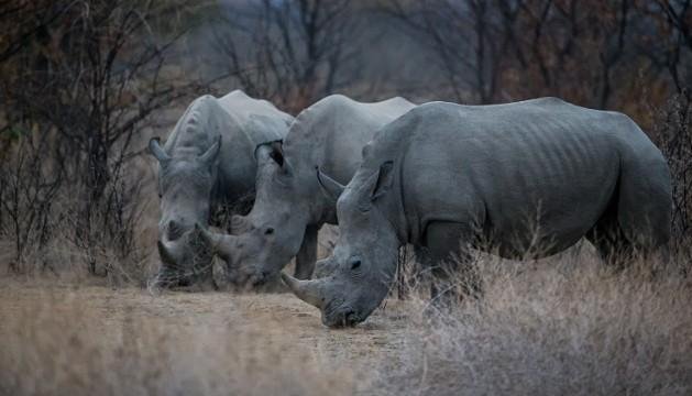 Το σαφάρι του ενός εκατομμυρίου -Διακοπές πολυτελείας δίπλα σε υπό εξαφάνιση ζώα [εικόνες] | iefimerida.gr 4