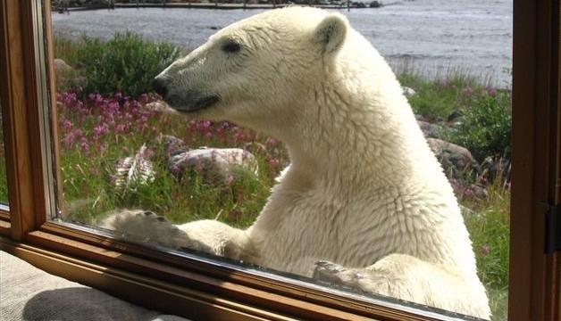 Το σαφάρι του ενός εκατομμυρίου -Διακοπές πολυτελείας δίπλα σε υπό εξαφάνιση ζώα [εικόνες] | iefimerida.gr 6