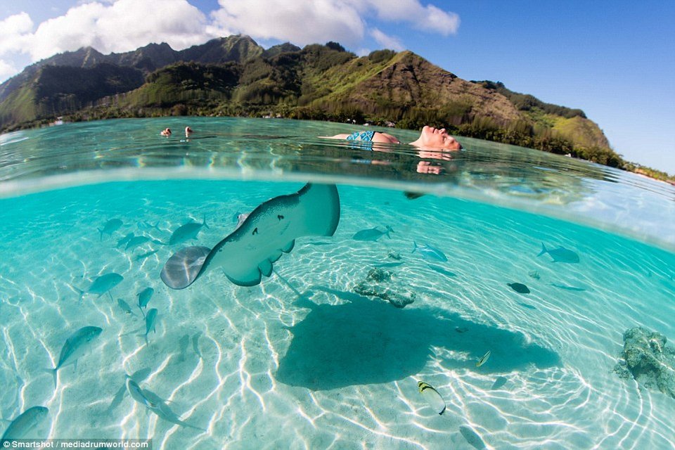 Καλλονές φωτογραφίζονται με γιγαντιαία σαλάχια -Μέσα στο νερό [εικόνες] | iefimerida.gr 10