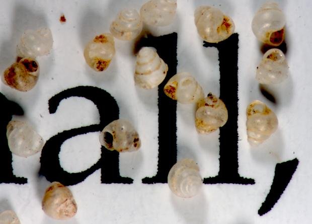 Αυτό είναι το μικρότερο σαλιγκάρι στον κόσμο -Μόλις 0,7 χιλιοστά [εικόνες] | iefimerida.gr 1