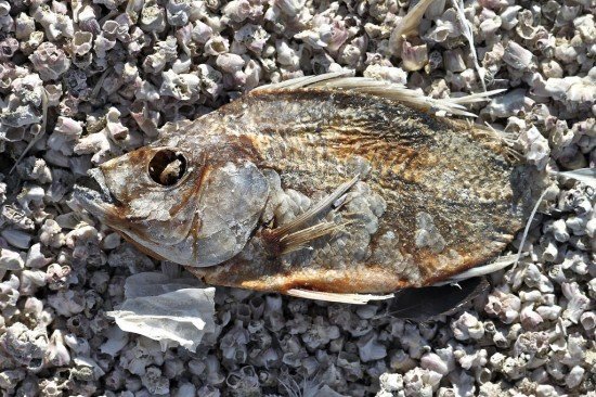 Bombay Beach: Η πόλη φάντασμα στην καλιφορνέζικη έρημο που θυμίζει αποκαλυψιακό τοπίο [εικόνες+βίντεο] | iefimerida.gr 3