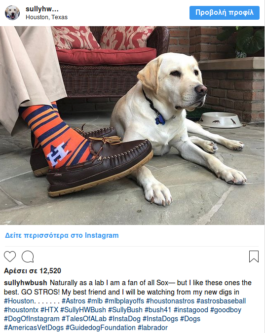 Η Σάλι, το λαμπραντόρ του Μπους, δεν φεύγει στιγμή δίπλα από το φέρετρο [εικόνα]  | iefimerida.gr 1