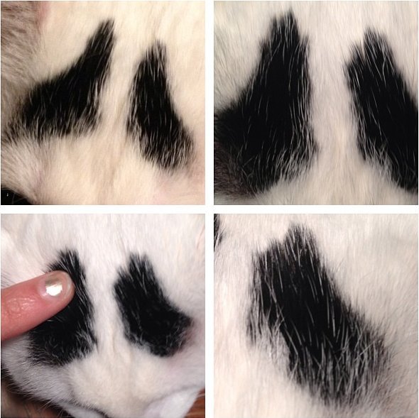 Γάτος με φρύδια είναι το νέο αστέρι του διαδικτύου [εικόνες] | iefimerida.gr 0