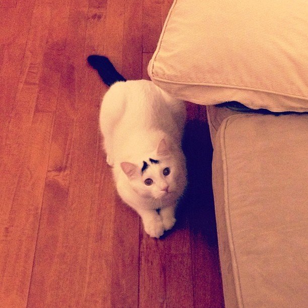 Γάτος με φρύδια είναι το νέο αστέρι του διαδικτύου [εικόνες] | iefimerida.gr 2