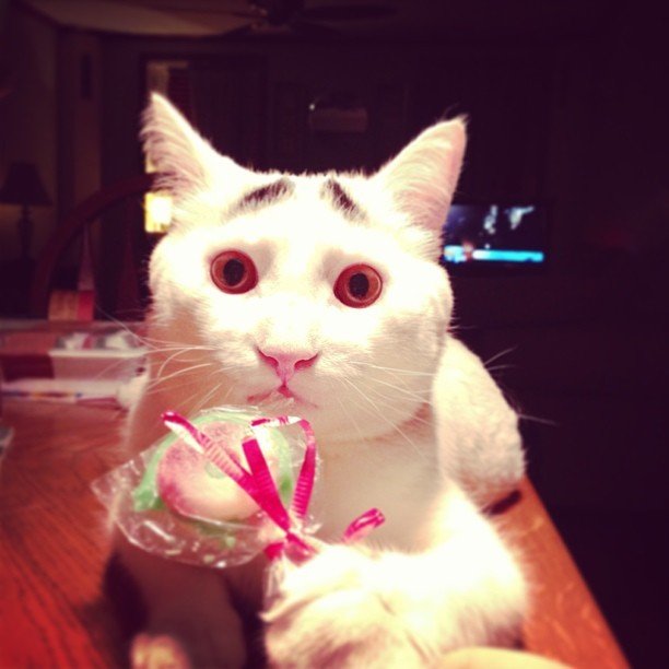 Γάτος με φρύδια είναι το νέο αστέρι του διαδικτύου [εικόνες] | iefimerida.gr 4