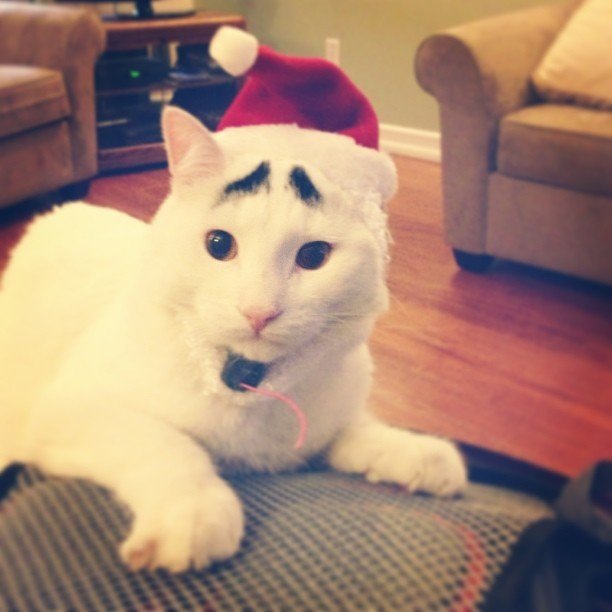 Γάτος με φρύδια είναι το νέο αστέρι του διαδικτύου [εικόνες] | iefimerida.gr 7