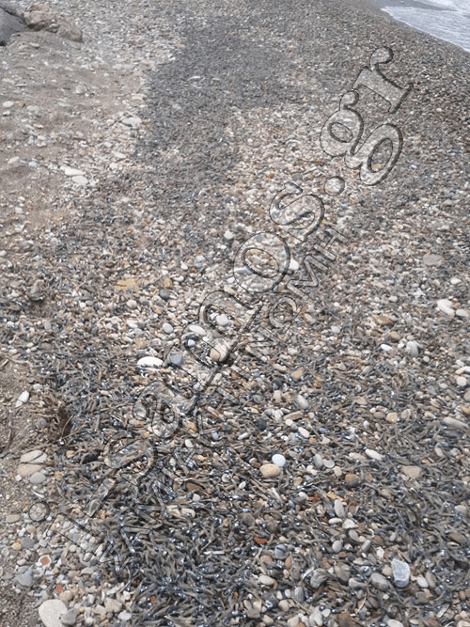 Τεράστια οικολογική καταστροφή στη Σάμο -Εκατοντάδες χιλιάδες νεκρά ψάρια στις ακτές [εικόνες] | iefimerida.gr 1