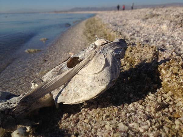 Γιατί αυτή η φαινομενικά ονειρεμένη παραλία, είναι το πιο μακάβριο μέρος για να κάτσεις [εικόνες]  | iefimerida.gr 3