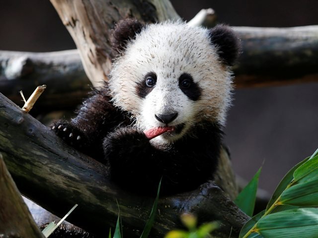 Το διάσημο πάντα του Σαν Ντιέγκο μεγάλωσε και κάνει ακροβατικά [εικόνες] | iefimerida.gr 0