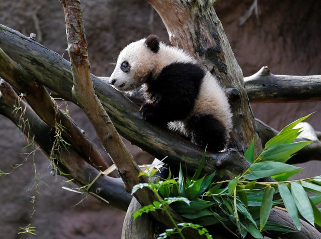Το διάσημο πάντα του Σαν Ντιέγκο μεγάλωσε και κάνει ακροβατικά [εικόνες] | iefimerida.gr 1