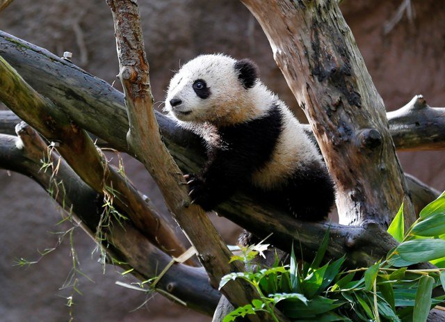 Το διάσημο πάντα του Σαν Ντιέγκο μεγάλωσε και κάνει ακροβατικά [εικόνες] | iefimerida.gr 3