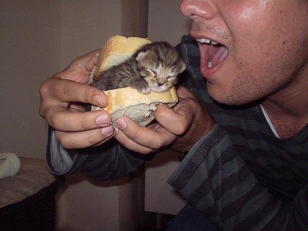 Οι Αγγλοι δεν ξέρουν να κάνουν ούτε σάντουιτς -Το βρετανικό Twitter εξεγείρεται [εικόνες] | iefimerida.gr 7