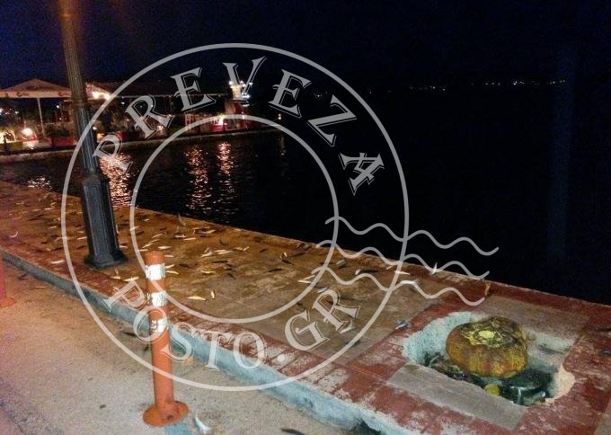 Σαρδέλες βγήκαν στη στεριά στην Πρέβεζα [εικόνα] | iefimerida.gr 0